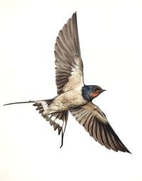 Image 3 of ‘Summer’ greetings card