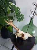 Image of Real Roe Deer Skull