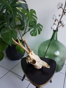 Image of Real Roe Deer Skull