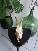 Image of Real Roe Deer Skull