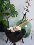 Image of Real Roe Deer Skull