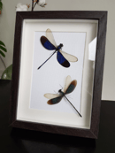 Image of Libellules - Dragon Fly