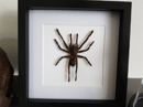 Image of Tarantula Eurypeima Spinicrus
