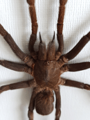 Image of Tarantula Eurypeima Spinicrus