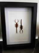 Image of Scorpions Mesobuthus Martensii