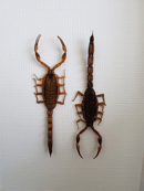 Image of Scorpions Mesobuthus Martensii