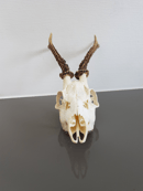 Image of Véritable crâne de chevreuil