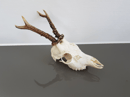 Image of Véritable crâne de chevreuil