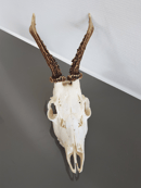 Image of Véritable crâne de chevreuil