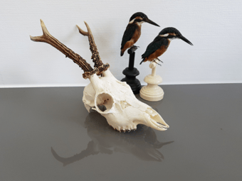 Image of Véritable crâne de chevreuil