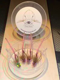Image 3 of Sparkle-Tail Carpin' Bug