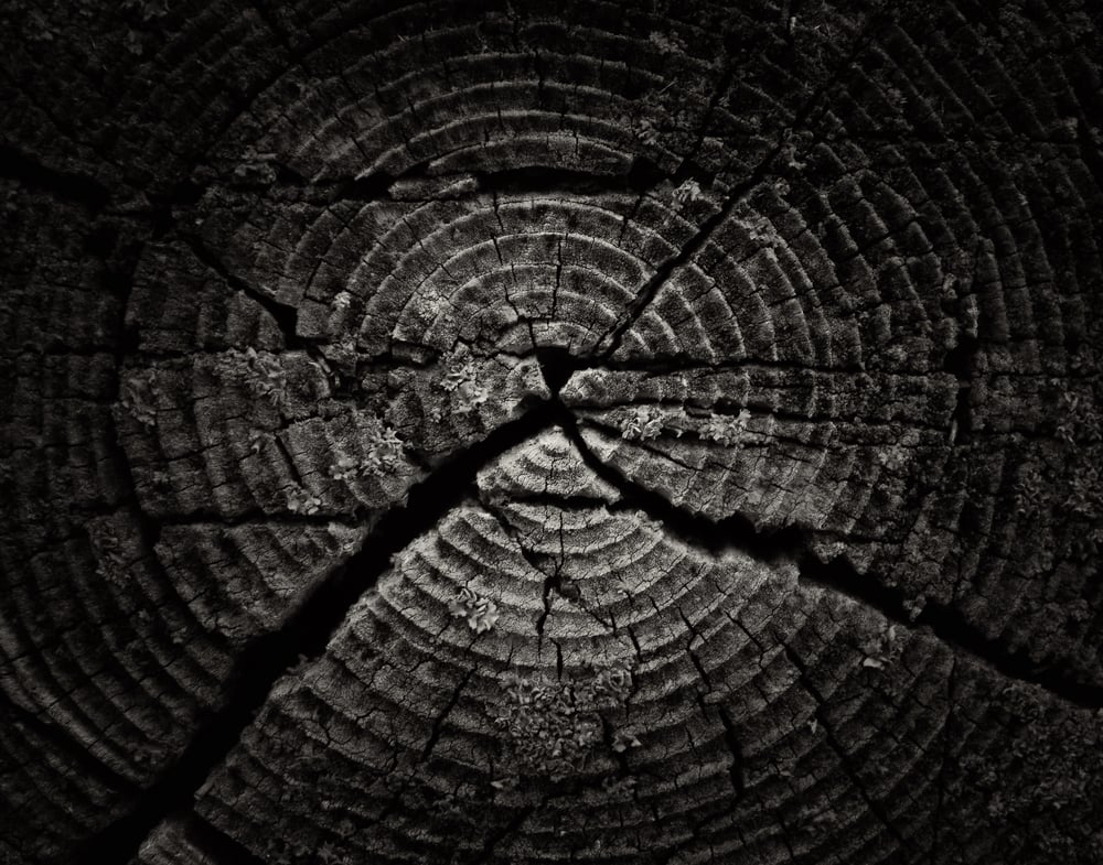 Image of Tree Rings