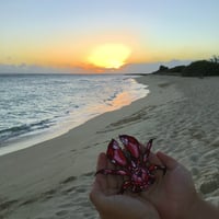 Image 3 of Red Coconut Crab