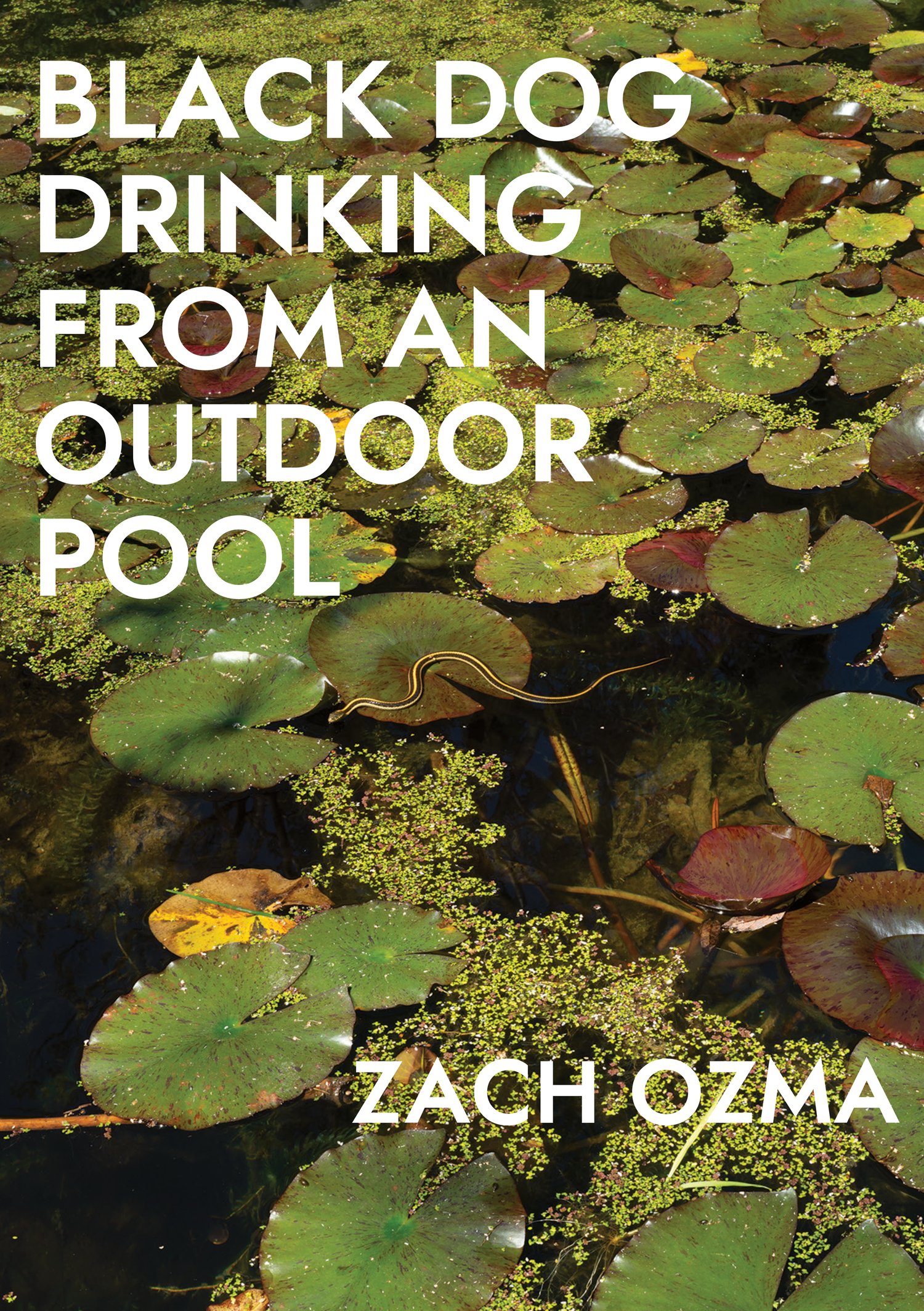 Image of Black Dog Drinking from an Outdoor Pool by Zach Ozma