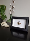 Image of Lamprima Adolphinae