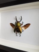 Image of Lamprima Adolphinae