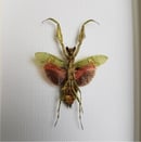 Image of Mantidae Creobroter Gemmatus