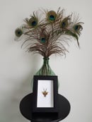 Image of Mantidae Creobroter Gemmatus