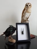 Image of Lucanidae Cyclommatus Metallifer Finae