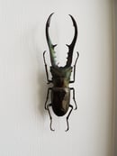 Image of Lucanidae Cyclommatus Metallifer Finae