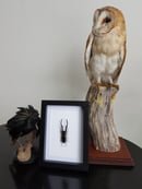 Image of Lucanidae Cyclommatus Metallifer Finae