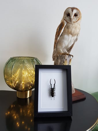 Image of Lucanidae Cyclommatus Metallifer Finae