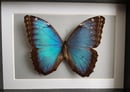 Image of Morpho Helenor Carillensis