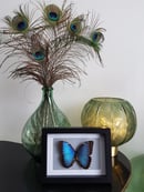 Image of Morpho Helenor Carillensis