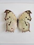 Image of Salamis Parhassus