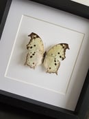 Image of Salamis Parhassus