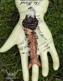 Image 1 of Clear Quartz Frey's Antler