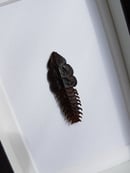 Image of Trilobite Duliticola