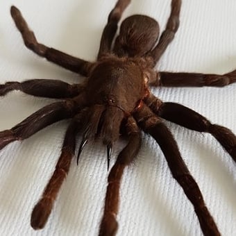 Image of Tarantula Eurypeima Spinicrus