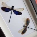 Image of Libellules - Dragon Fly