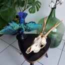 Image of Real Roe Deer Skull