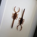 Image of Scorpions Mesobuthus Martensii