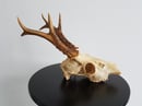 Image of Véritable crâne de chevreuil.