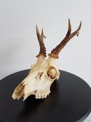 Image of Véritable crâne de chevreuil.