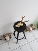 Image of Véritable crâne de chevreuil.