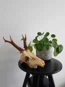 Image of Véritable crâne de chevreuil.