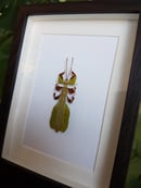 Image of Phyllium Bioculatum