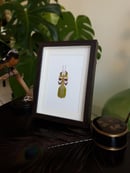 Image of Phyllium Bioculatum