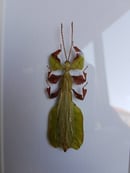 Image of Phyllium Bioculatum