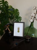 Image of Phyllium Bioculatum