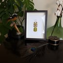 Image of Phyllium Bioculatum