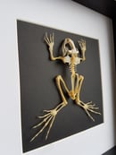 Image of Squelette de crapaud