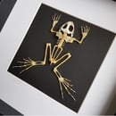 Image of Squelette de crapaud