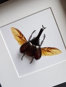 Image of Xylotrupes Gideon