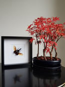 Image of Xylotrupes Gideon