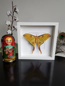 Image of Argema Mittrei